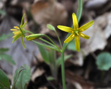 Gagea lutea blooms vahşi ormanda