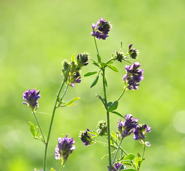 Fältet är blommande alfalfa — Stockfoto