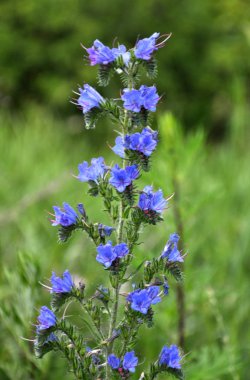 Çayır çimen çiçek Echium vulgare içinde