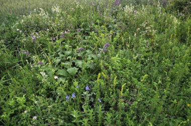 Yabani otları çiçeği çayırda