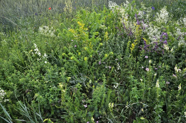 Yabani otları çiçeği çayırda — Stok fotoğraf