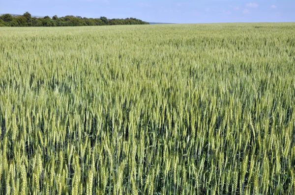 In the field green winter wheat