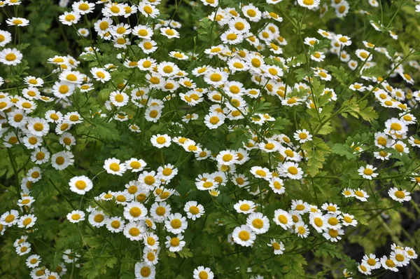 Na natureza florescer camomila dálmata — Fotografia de Stock