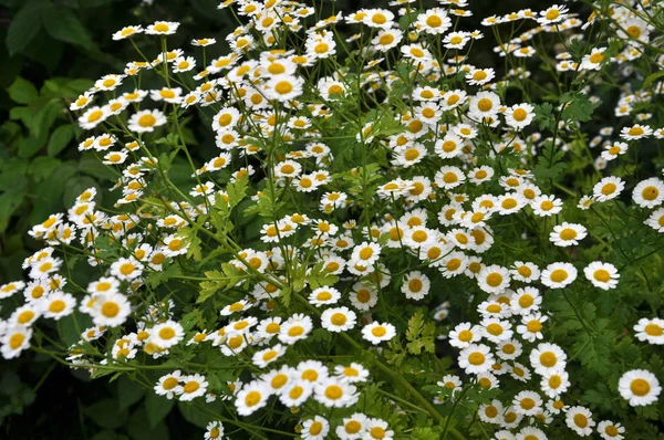 Na natureza florescer camomila dálmata — Fotografia de Stock