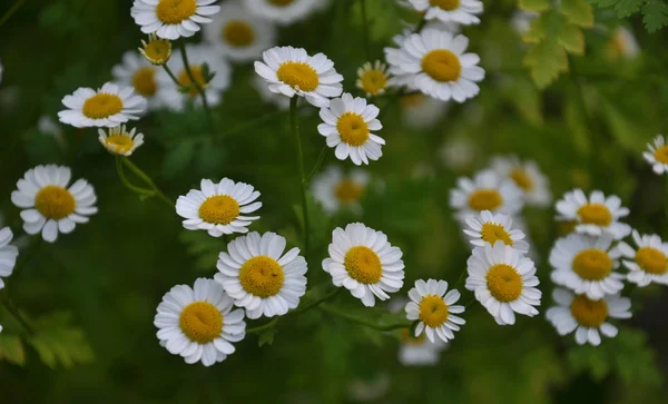 自然花カモミール ダルメシアンで — ストック写真