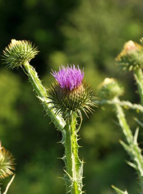 Doğada, bloom thistle - Onopordon acanthium olduğunu.