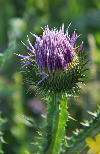 In nature, bloom is thistle - Onopordon acanthium — Stock Photo, Image