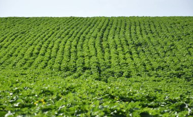 Alan ayçiçeği ekimi çiçekli önce