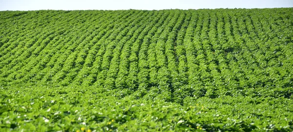 Alan ayçiçeği ekimi çiçekli önce