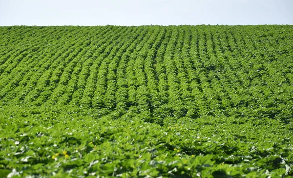 Alan ayçiçeği ekimi çiçekli önce
