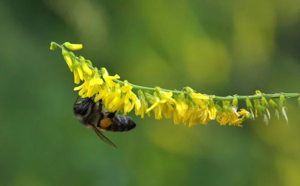 Dans la fleur sauvage Melilotus officinalis — Photo