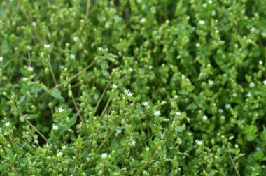 Toprak alanında Stellaria medya büyür