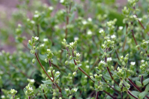 En el campo en el suelo crece Stellaria media — Foto de Stock