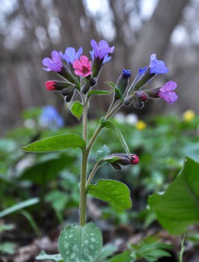 Yabani bahar ormanında lungwort (göğüs) çiçek açan