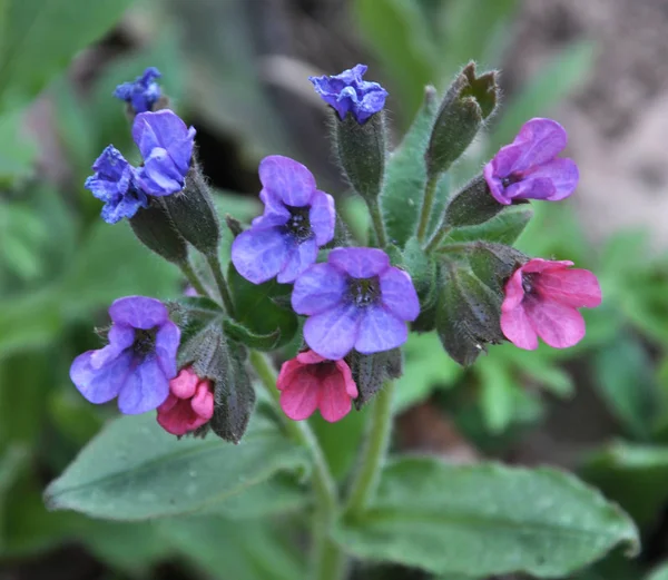 Lungwort (Pulmonaria) florece en el bosque salvaje de primavera — Foto de Stock