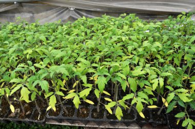 Plastik tencere ve kasetler içinde domates büyüyen fide