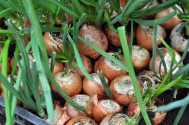 Yeşillikler üzerinde büyüyen soğan