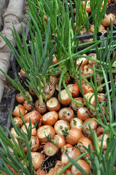 Odling av lök på greener — Stockfoto