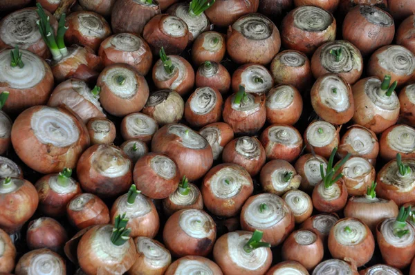 Cultivar cebolas em verdes — Fotografia de Stock