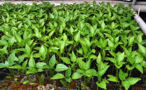 Växande paprika plantor i ett växthus — Stockfoto