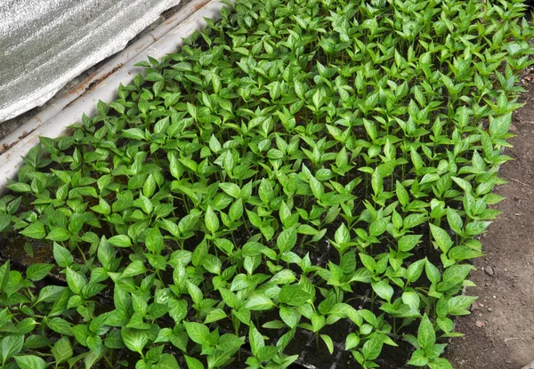 Växande paprika plantor i ett växthus — Stockfoto