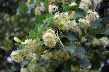Bir ağaç çiçek ıhlamur bir şube üzerinde