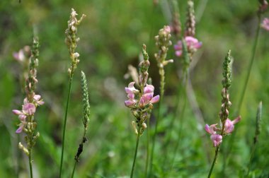 Çayır otları içinde büyüyen pembe çiçekler sainfoin