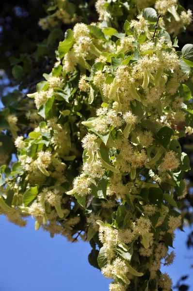 Em um ramo de uma flor de árvore tília — Fotografia de Stock