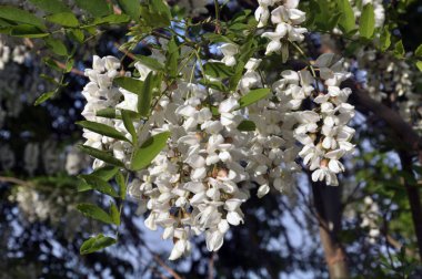 Akasya çiçeği beyaz
