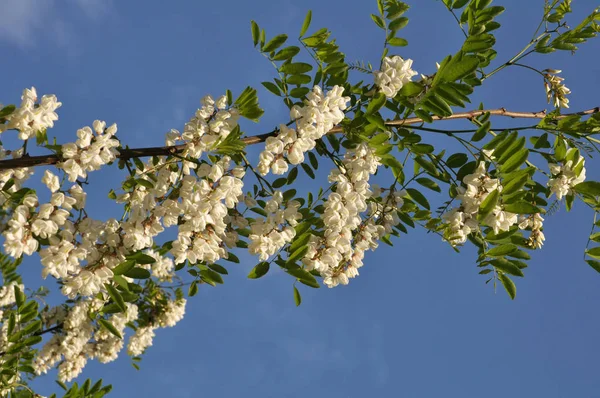 Acacia bloesem wit — Stockfoto