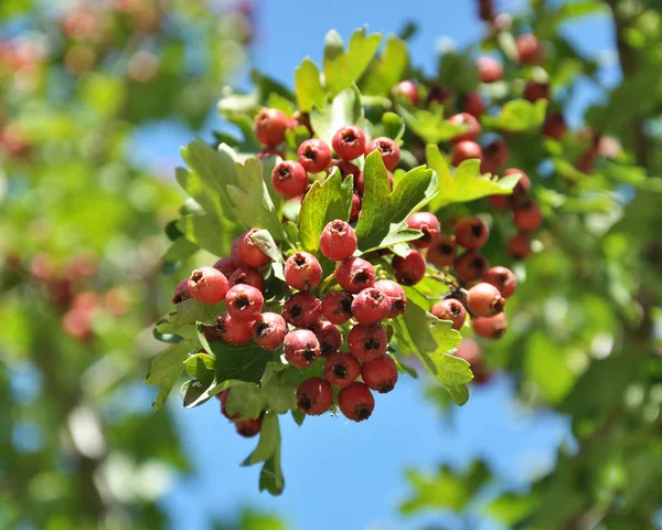 Baies d'aubépine mûries — Photo