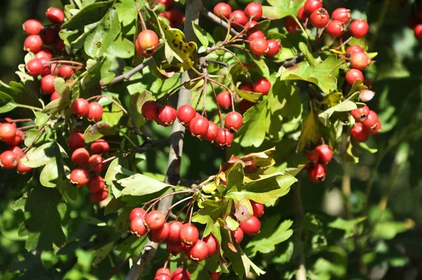 Ripened hawthorn berries — Stock Photo, Image