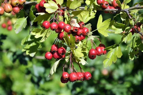 Ripened hawthorn berries — Stock Photo, Image