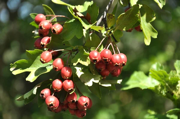 Ripened hawthorn berries — Stock Photo, Image