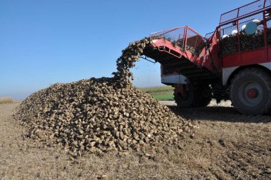 Şeker pancarı hasat alanında aldı