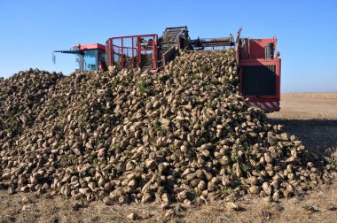 Şeker pancarı hasat alanında aldı