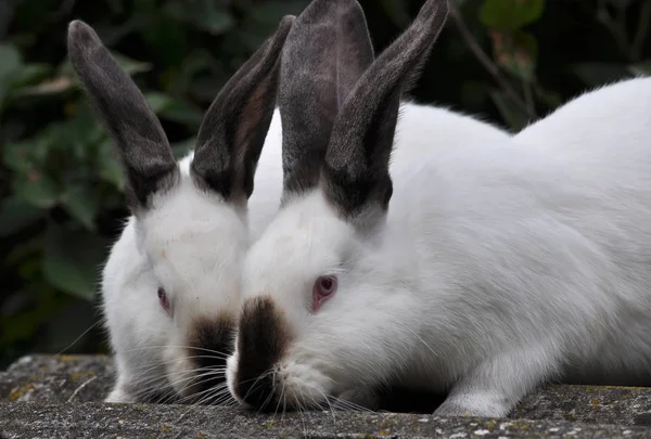 Калифорнийские кролики — стоковое фото