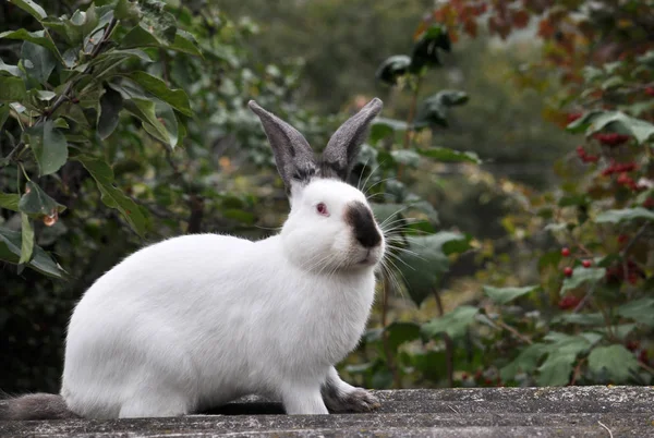 Conejos de raza californiana — Foto de Stock