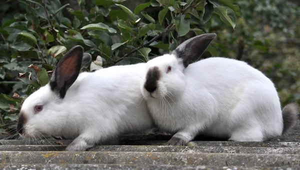 Kalifornische Rasse Kaninchen — Stockfoto