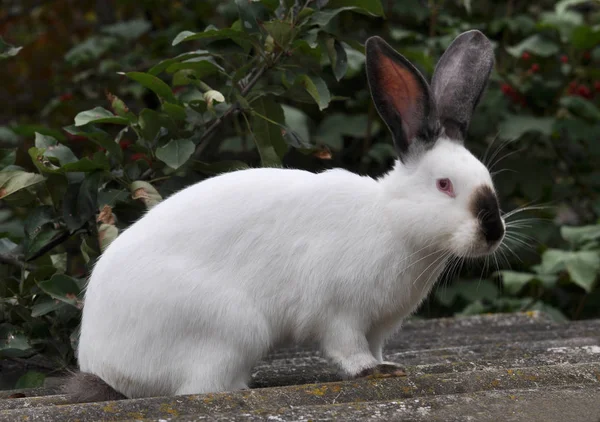 Californian breed rabbits — Stock Photo, Image