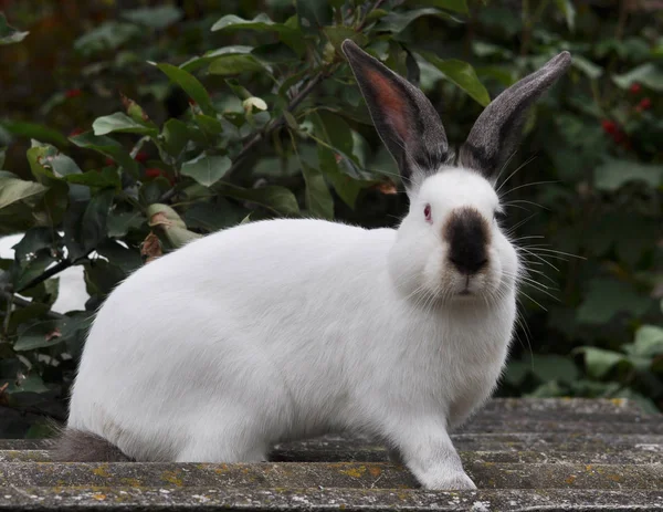 Kaliforniska ras kaniner — Stockfoto