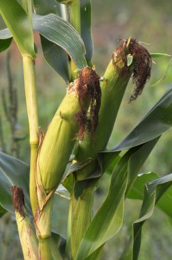 Mısır kökü üzerinde koçanı olgunlaştırır
