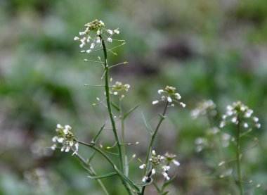 Doğada, çiçek Capsella bursa-pastoris