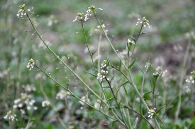 Doğada, çiçek Capsella bursa-pastoris