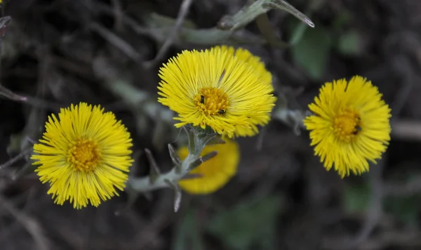 In der Natur, blühen früh frühling pflanze tussilago farfara — Stockfoto