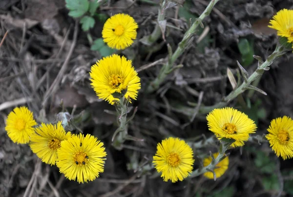In nature, bloom early spring plant Tussilago farfara — Stock Photo, Image