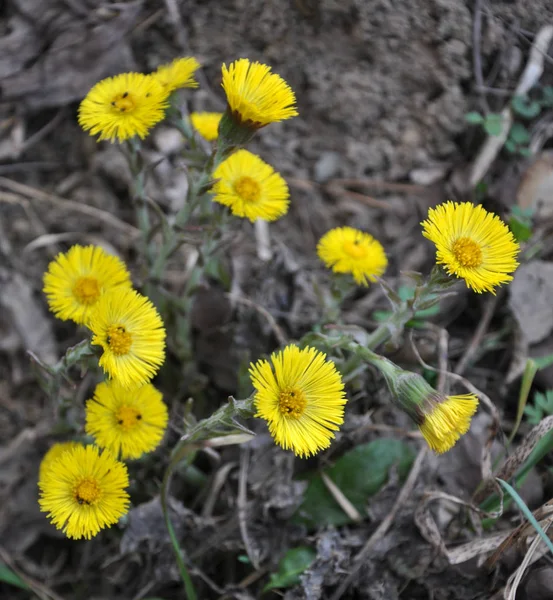 自然界に咲く早春の植物 Tussilago farfara — ストック写真