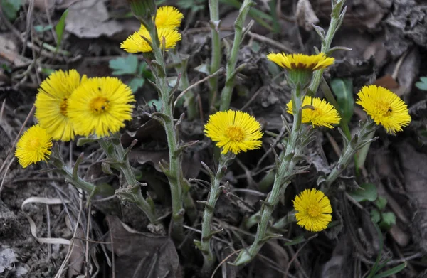 In nature, bloom early spring plant Tussilago farfara — Stock Photo, Image