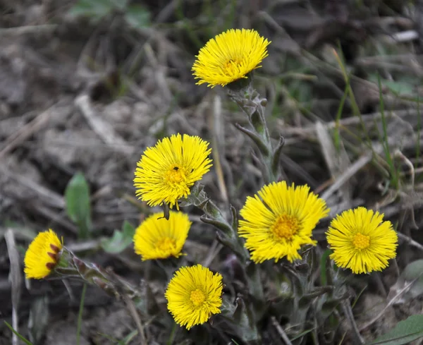 In nature, bloom early spring plant Tussilago farfara — Stock Photo, Image