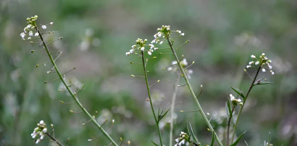 Na natureza, florescer Capsella bursa-pastoris — Fotografia de Stock
